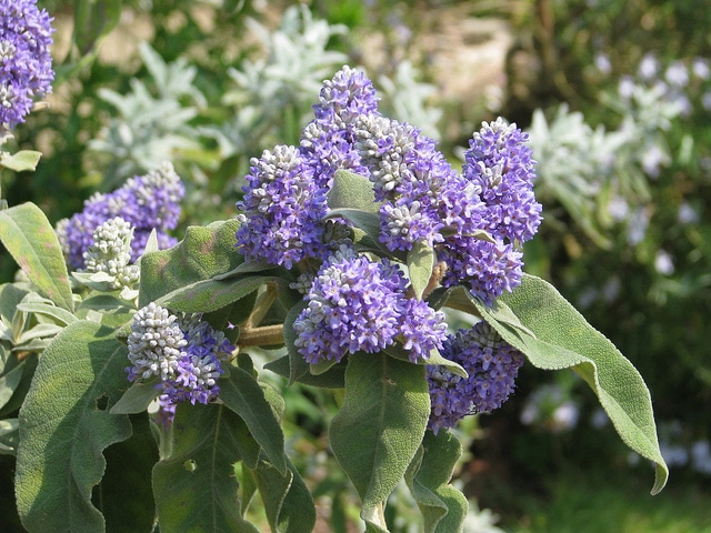 Buddleie à feuilles de sauge
