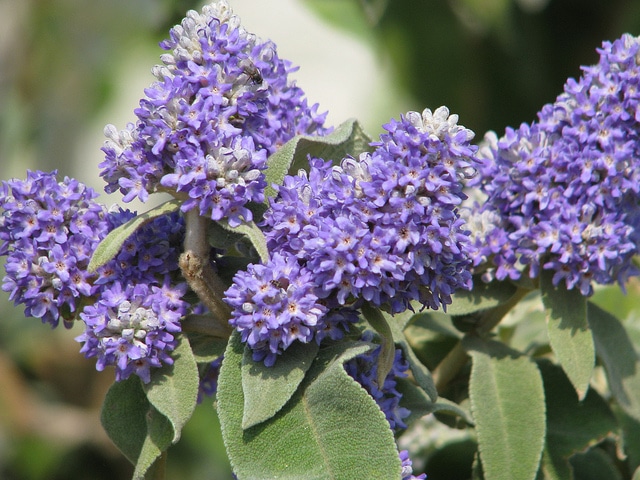 Buddleie à feuilles de sauge