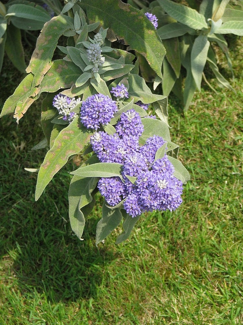Buddleie à feuilles de sauge