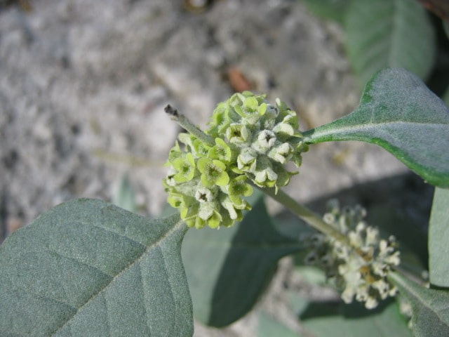 Buddleja sessiliflora