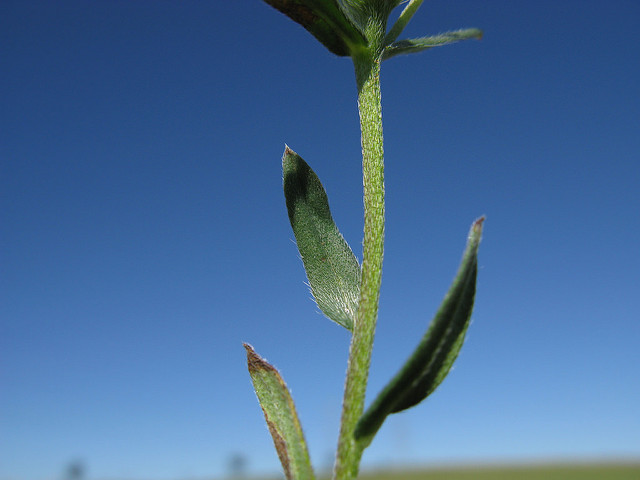 Grémil des champs (Buglossoides arvensis)