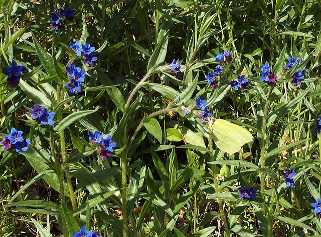 Grémil pourpre bleu
