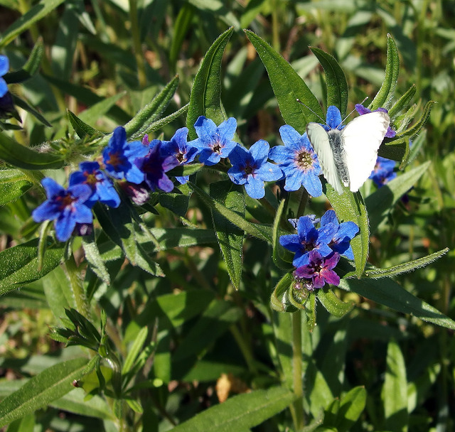 Grémil pourpre bleu