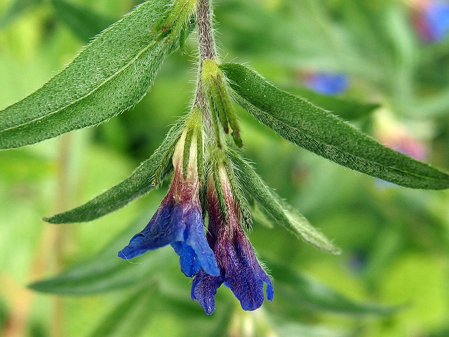 Grémil pourpre bleu