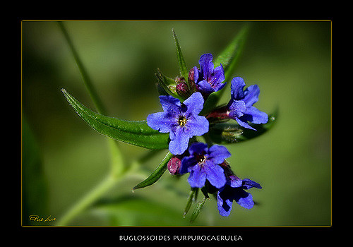 Grémil pourpre bleu