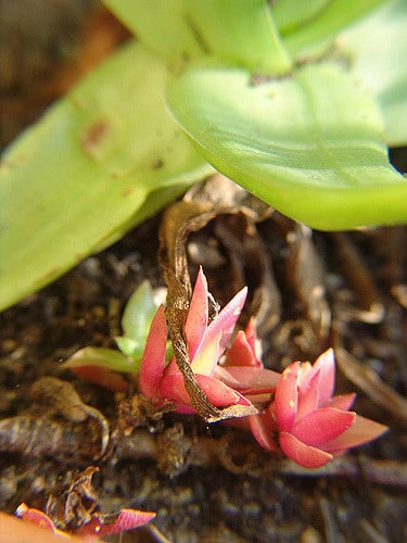 Bulbine alooides (Bulbine alooides)