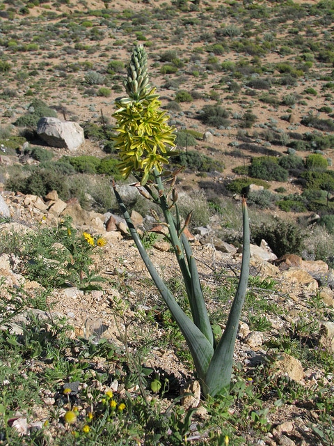 Bulbine alooides