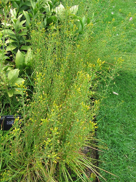 Bulbine bulbosa