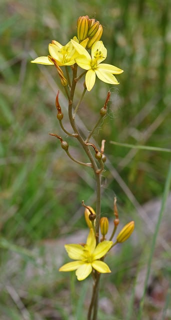 Bulbine bulbosa
