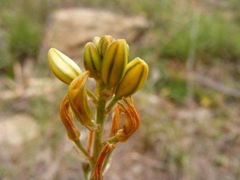 Bulbine bulbosa