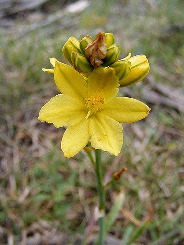 Bulbine bulbosa