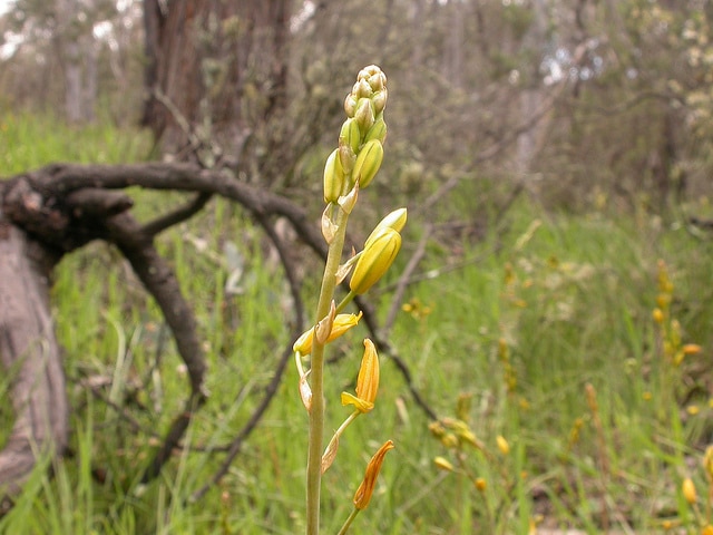 Bulbine bulbosa