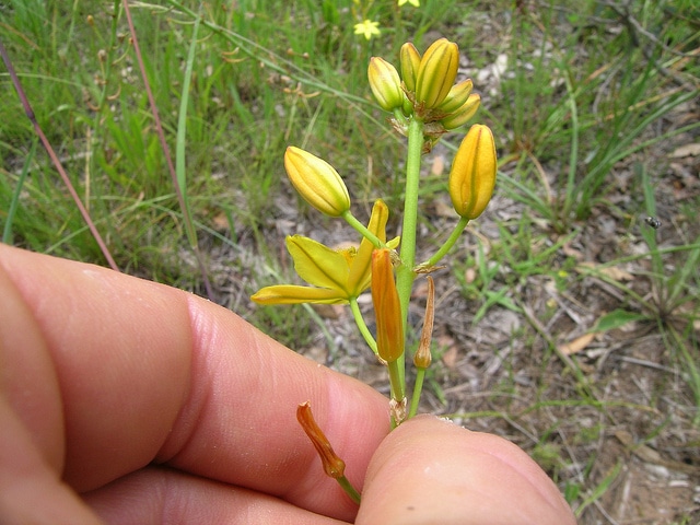 Bulbine bulbosa (Bulbine bulbosa)