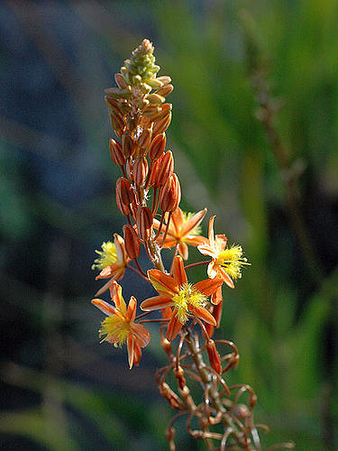 Bulbine jaune