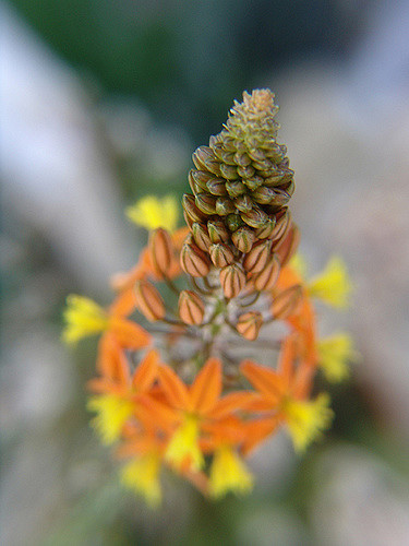 Bulbine jaune