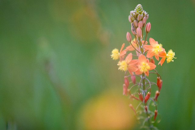 Bulbine jaune