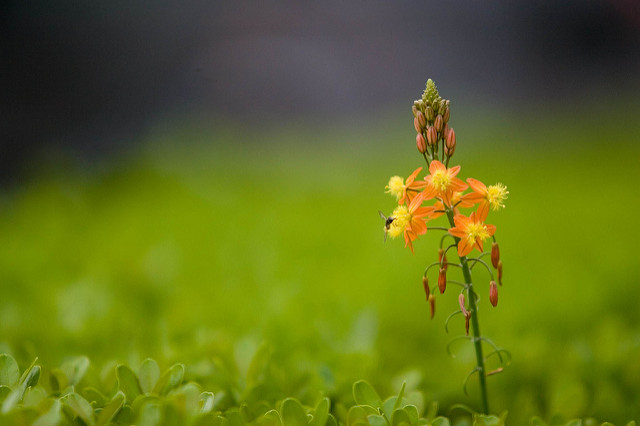 Bulbine jaune