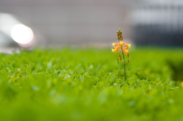 Bulbine jaune