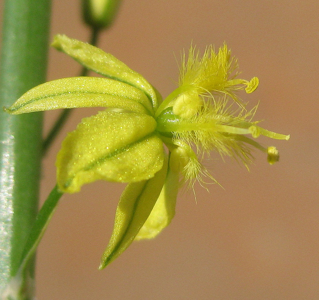 Bulbine jaune (Bulbine frutescens)