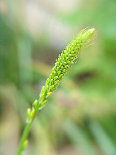 Bulbine latifolia