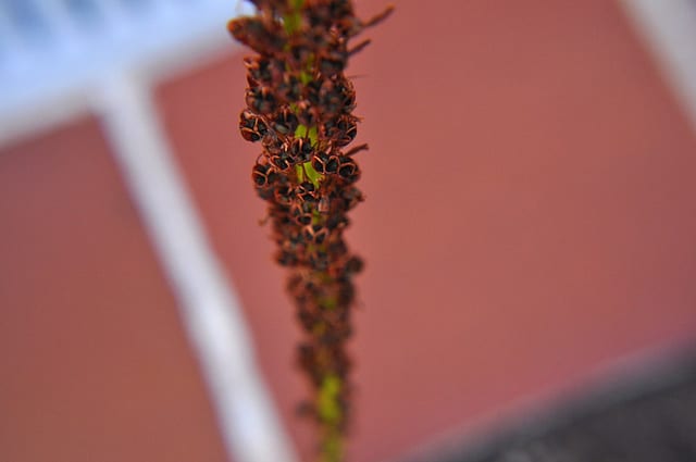 Bulbine latifolia