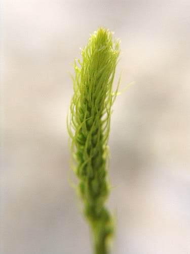Bulbine latifolia