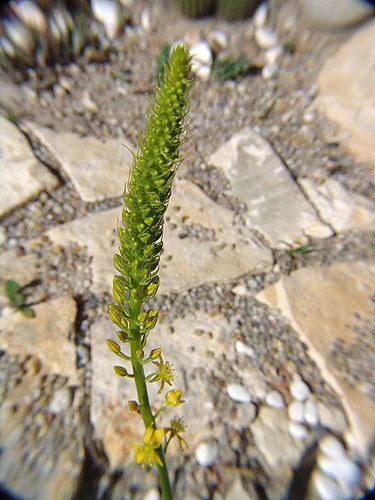 Bulbine latifolia