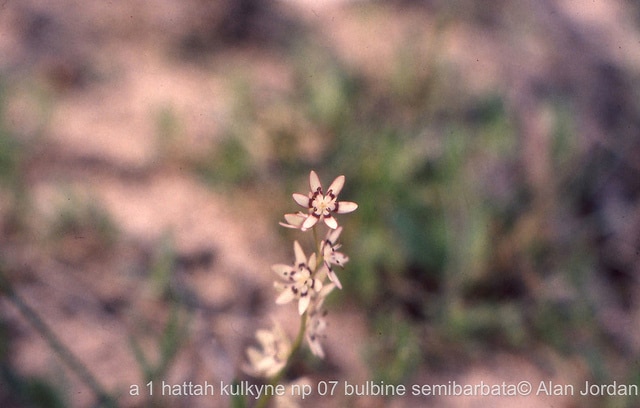 Bulbine semibarbata (Bulbine semibarbata)