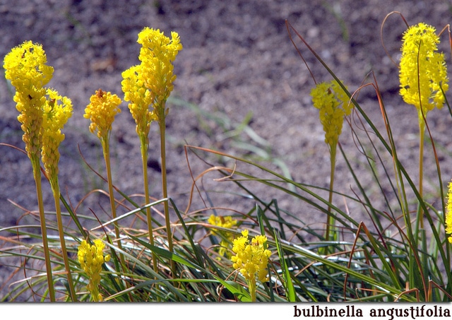 Bulbinella angustifolia