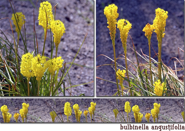 Bulbinella angustifolia (Bulbinella angustifolia)