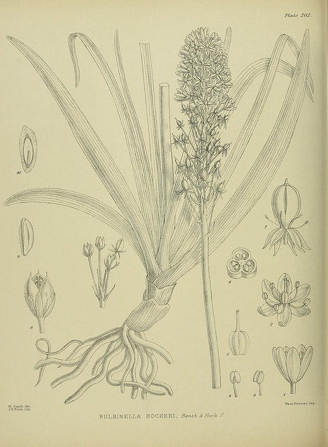 Bulbinella hookeri (Bulbinella hookeri)