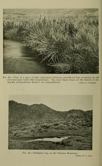 Bulbinella hookeri