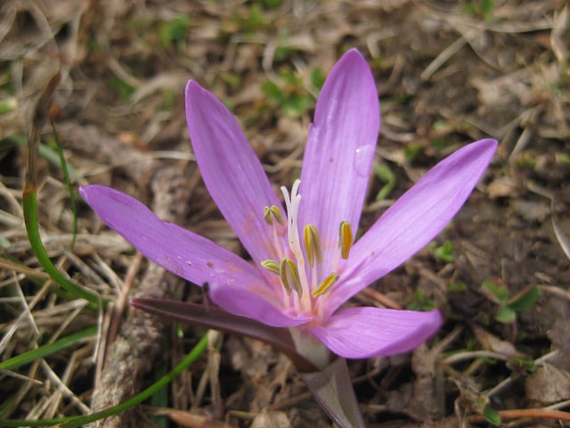 Bulbocode de printemps