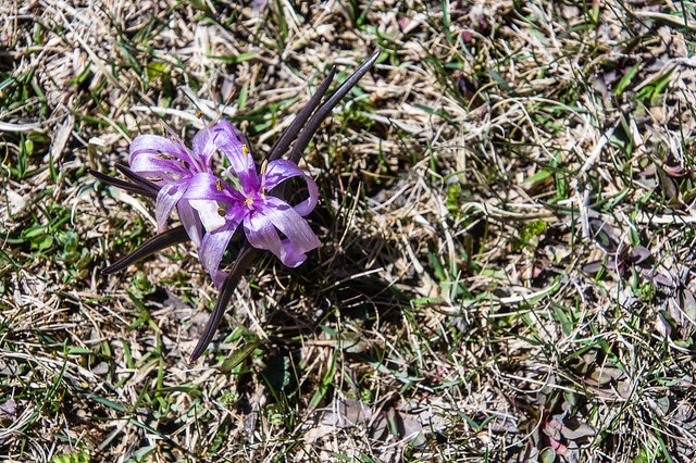 Bulbocode de printemps