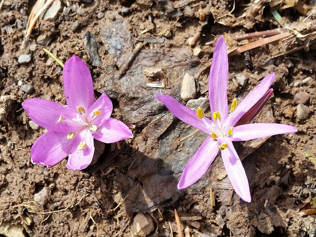 Bulbocode de printemps