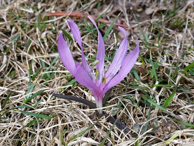 Bulbocode de printemps (Bulbocodium vernum)