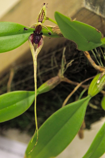Bulbophyllum putidum
