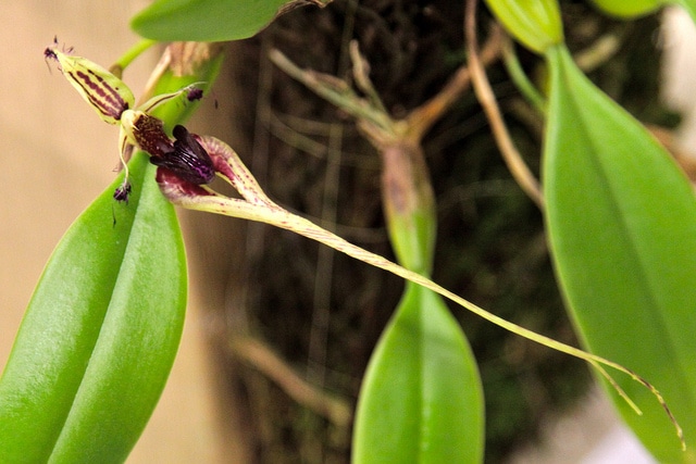 Bulbophyllum putidum (Bulbophyllum putidum)