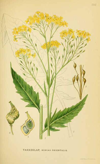 Bunias orientalis