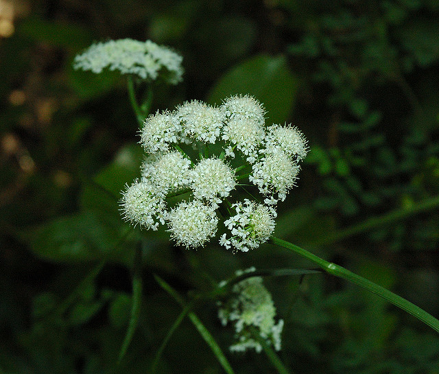 Bunium noix-de-terre