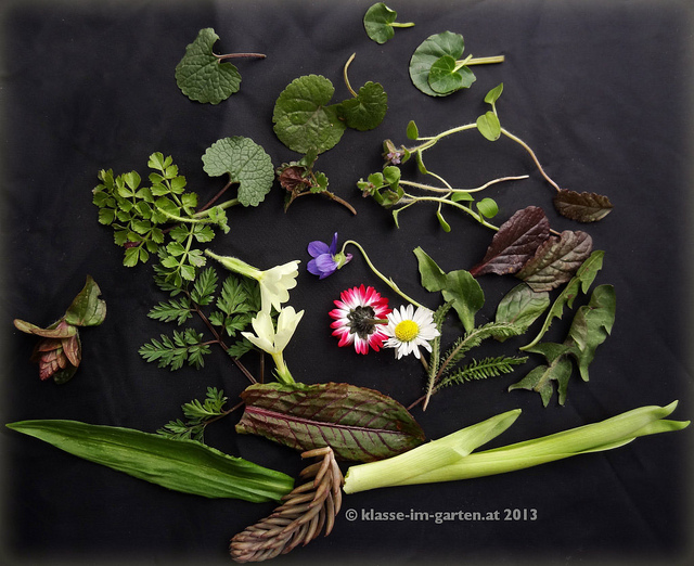 Bunium noix-de-terre (Bunium bulbocastanum)
