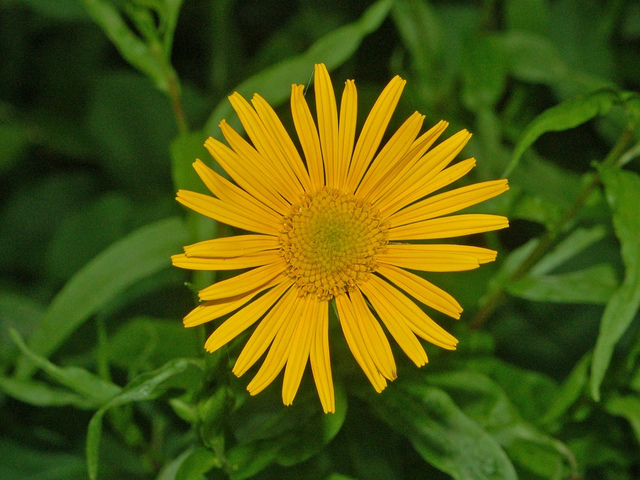 Buphtalme à feuilles de saule