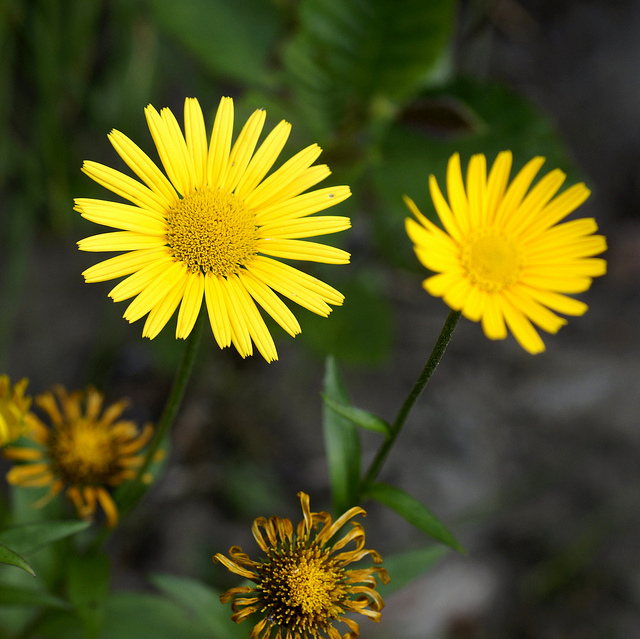 Buphtalme à feuilles de saule (Buphthalmum salicifolium)