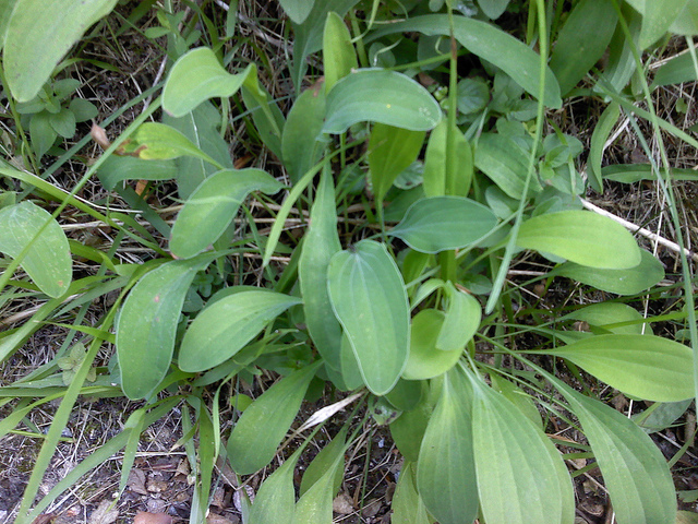 Buplèvre en faux (Bupleurum falcatum)