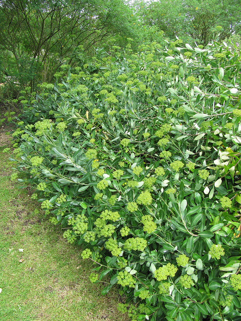 Buplèvre arbustif