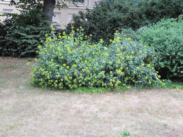 Buplèvre arbustif