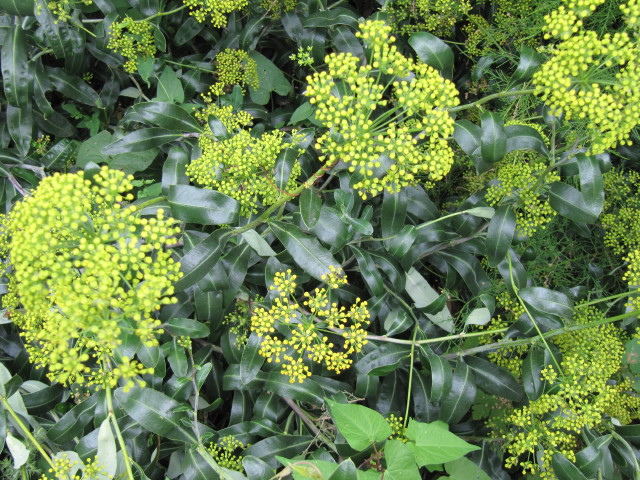 Buplèvre arbustif