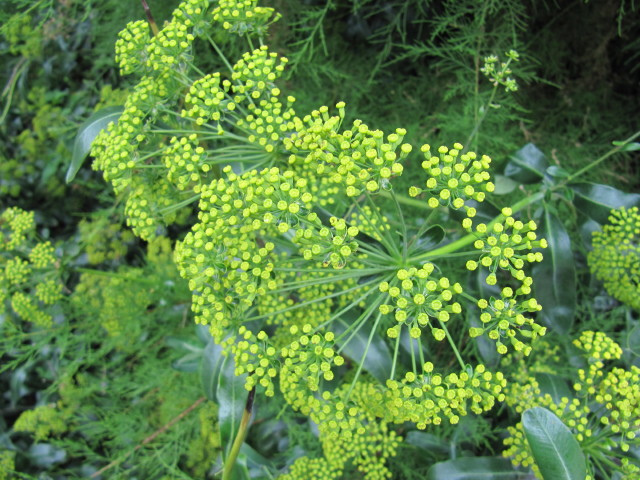 Buplèvre arbustif (Bupleurum fruticosum)