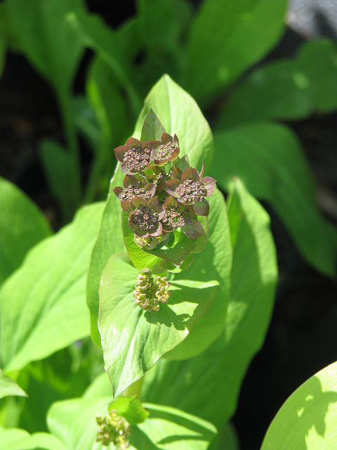Buplèvre à feuilles allongées