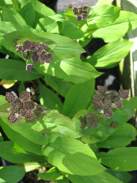 Buplèvre à feuilles allongées